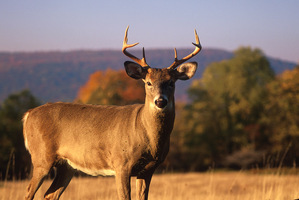 8pointwhitetail-sjs-01_up_medium