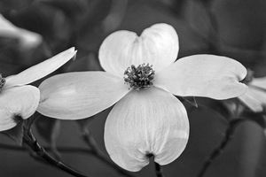 Dogwood11_up_medium