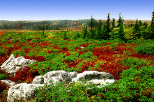 Dollysods-def-005_up-2_medium