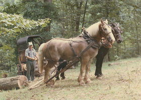 Draft_horses-georges_up_medium