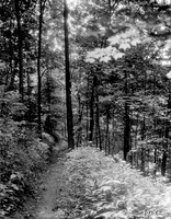 Forestmonongahela_nat_forest_trail_up_medium