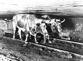 Mine_oxen_up_medium