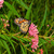 Monark_butterfly-def-001_up_sq