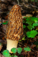 Morelmushroom-def-001_up_medium