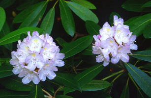 Rhododendron_def_up_medium