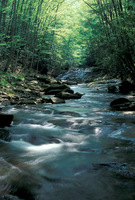 Seneca_creek__pendleton_co253