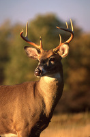 8pointwhitetail-sjs-02_up_medium