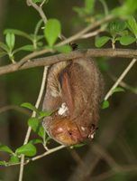 Red_bat__4a_p_medium