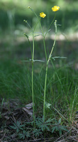 Ranunculus_acris_niittyleinikkip_medium