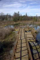 Boardwalk-beaver_pond_1003_medium