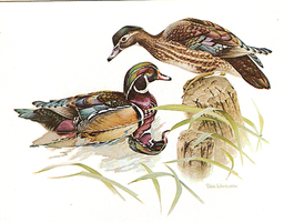 Whitlatch_woodducks_medium