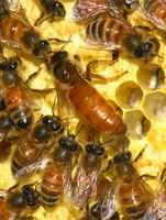 Apis_mellifera__queen_and_workers_p_medium