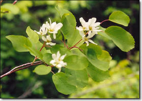 Serviceberry_flower_medium