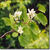 Serviceberry_flower_sq