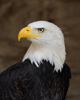 Bald_eagle_portraitp_medium