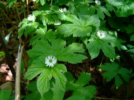 Hydrastis_goldenseal_medium