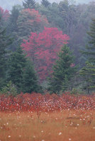 Cranberry-glades_wv_medium