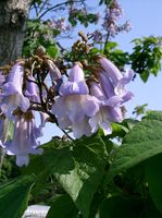 Paulownia_tomentosa2_medium