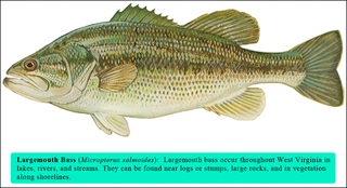 Basslargemouth_large_medium