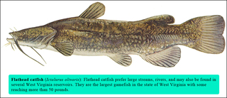 Catfishflathead_large_medium