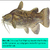 Catfishflathead_large_sq