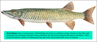 Muskellunge_large_medium