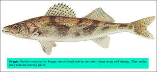 Sauger_large_medium