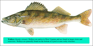 Walleye_large_medium