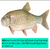 Fallfish_large_sq