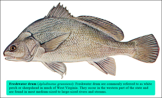 Freshwaterdrum_large_medium