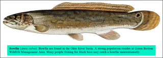 Bowfin_large_medium