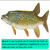 Chainpickerel_large_sq