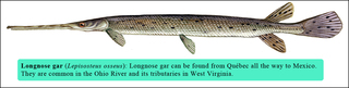 Longnosegar_large_medium