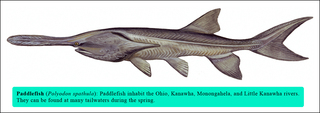 Paddlefish_large_medium