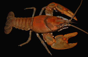 Cambarus_hatfieldi_-_tug_valley_crayfish_medium