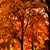 Fall_trees_def_sq