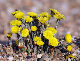 Coltsfoot_medium