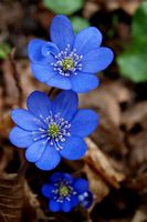 Blue_hepatica_medium