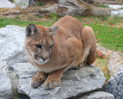 Cougar_25_medium