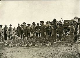 Peach_harvesters_1901_medium